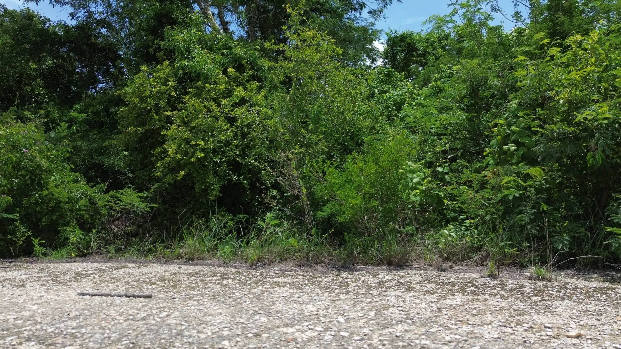 Foto 7 de 7: Terreno de 2 hectáreas en Dzidzilché · 21,615.43 m²