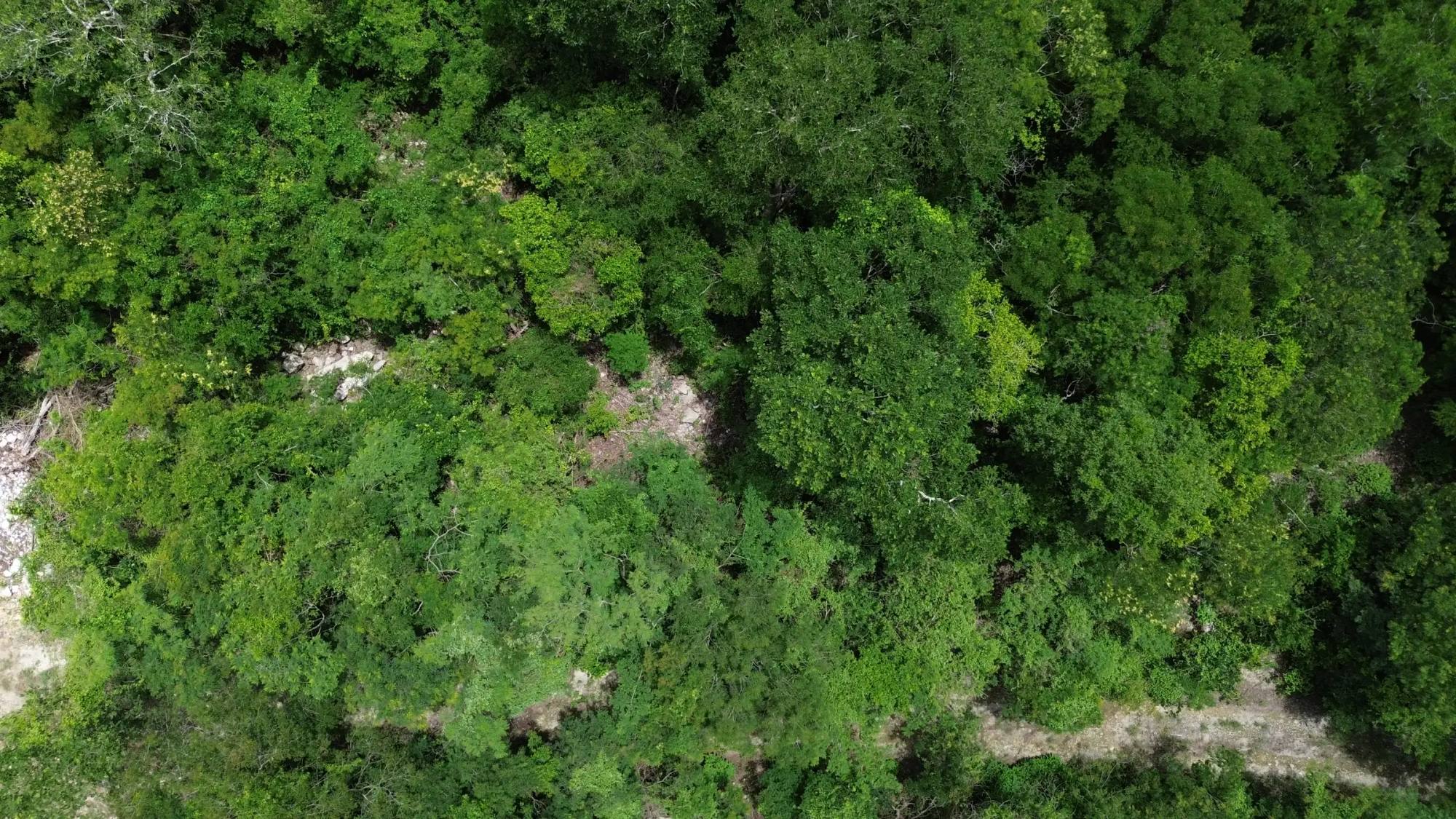 Foto 6 de 7: Terreno de 2 hectáreas en Dzidzilché · 21,615.43 m²
